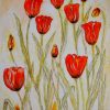 orange tulip